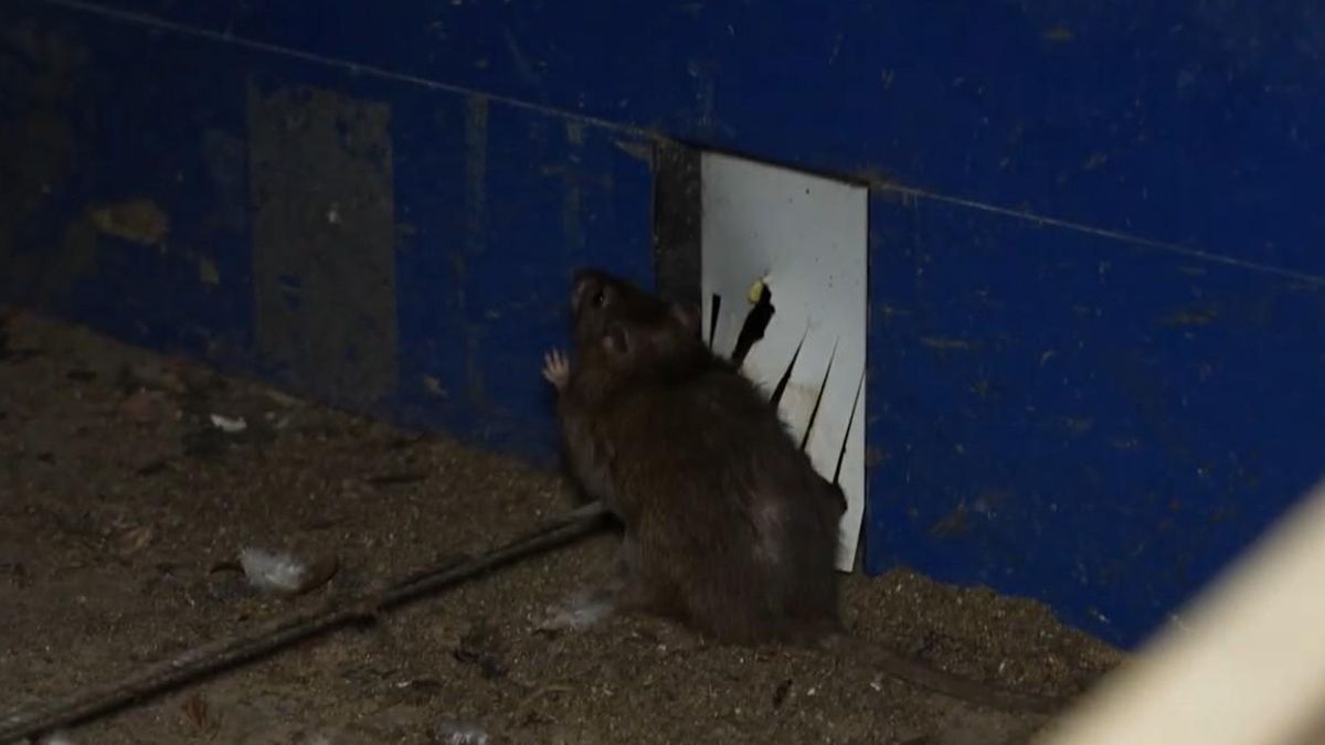 Una rata en el interior de la macrogranja.