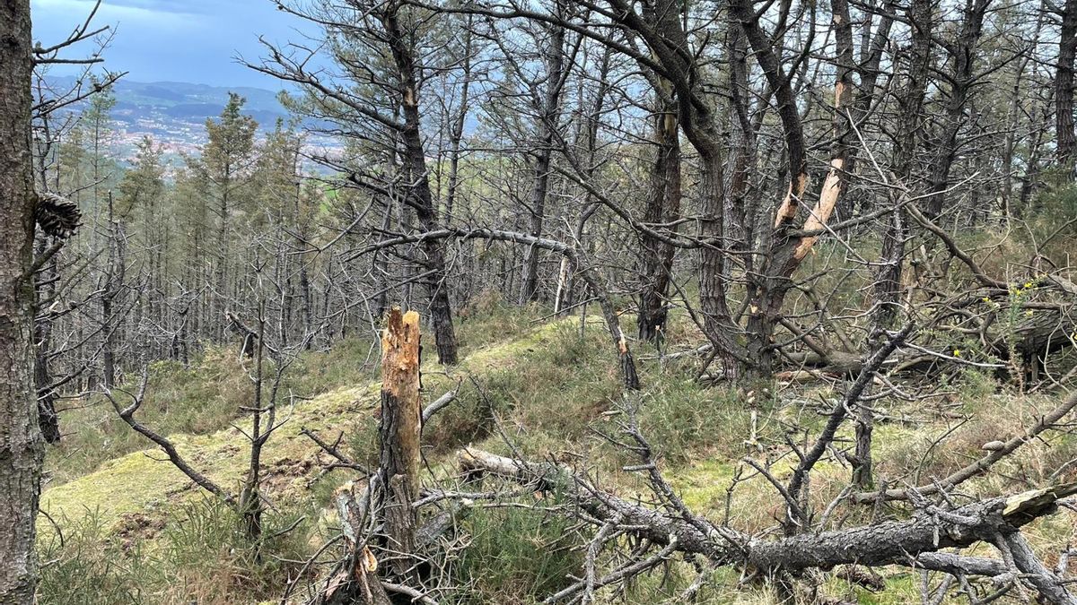 Buscan en Asturias a un octogenario desaparecido desde la tarde del lunes en un monte de Cudillero