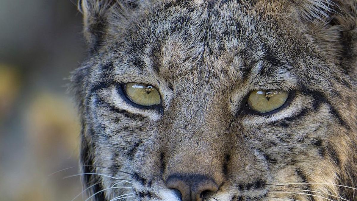 Muere un lince disparado en Valladolid