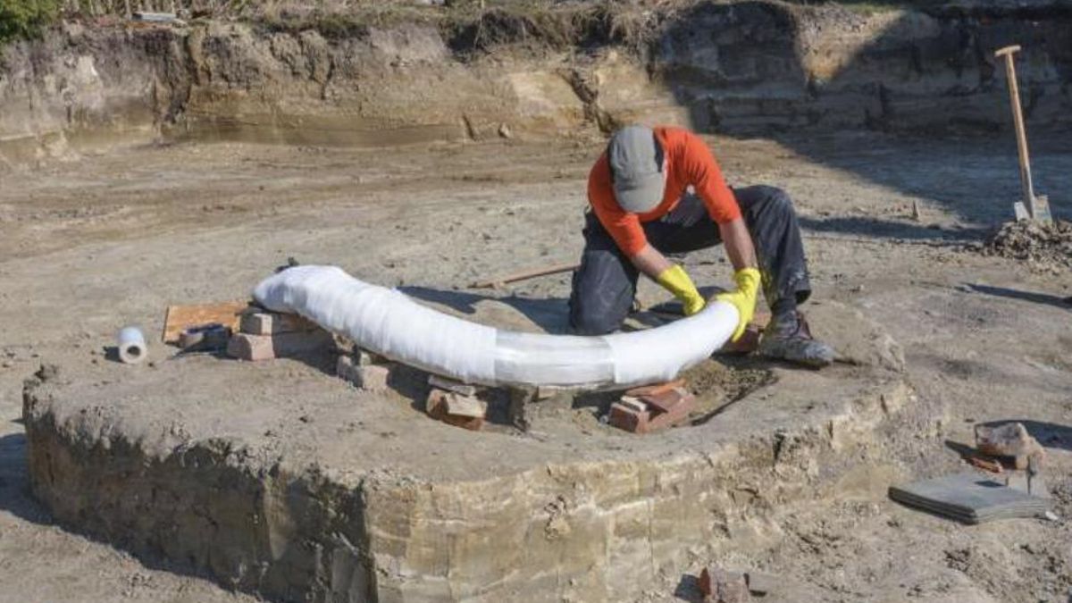 Baviera saca a la luz un mamut descuartizado por humanos y el hallazgo cambia la lectura de su desaparición