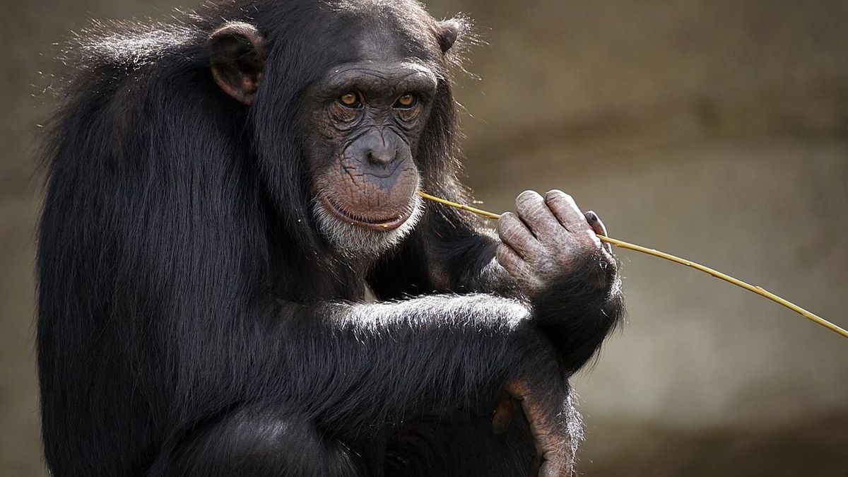 Los chimpancés están evolutivamente muy cerca del hombre