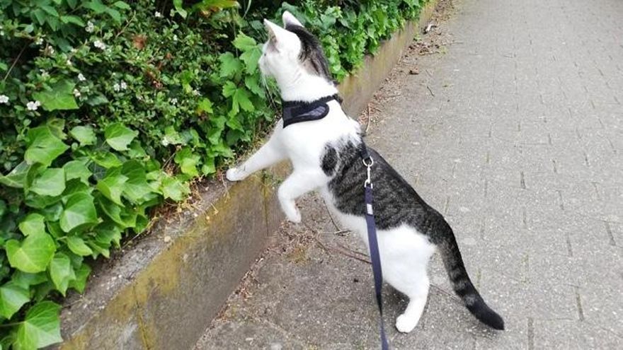 Paseando al gato