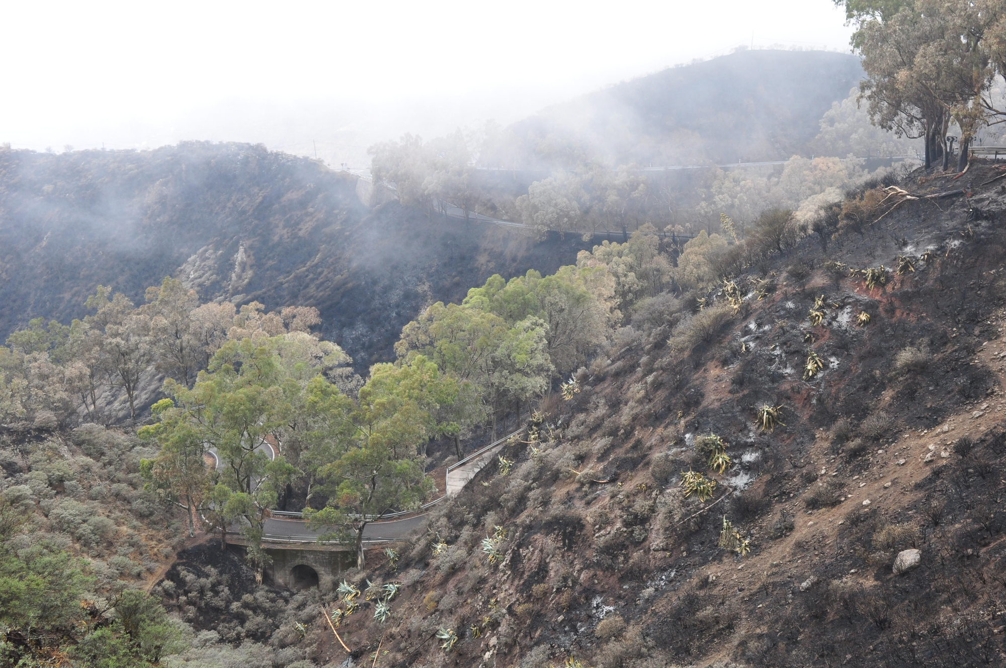 Efectos del incendio en la Cruz de Tejeda. (ÁNGEL SARMIENTO)