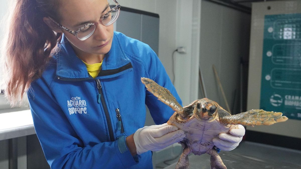 Recuperación tortugas CRAMA Bioparc.