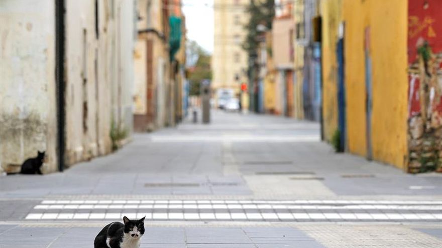 Dos gatos son las dos primeras mascotas que dan positivo de COVID-19 en EE.UU.