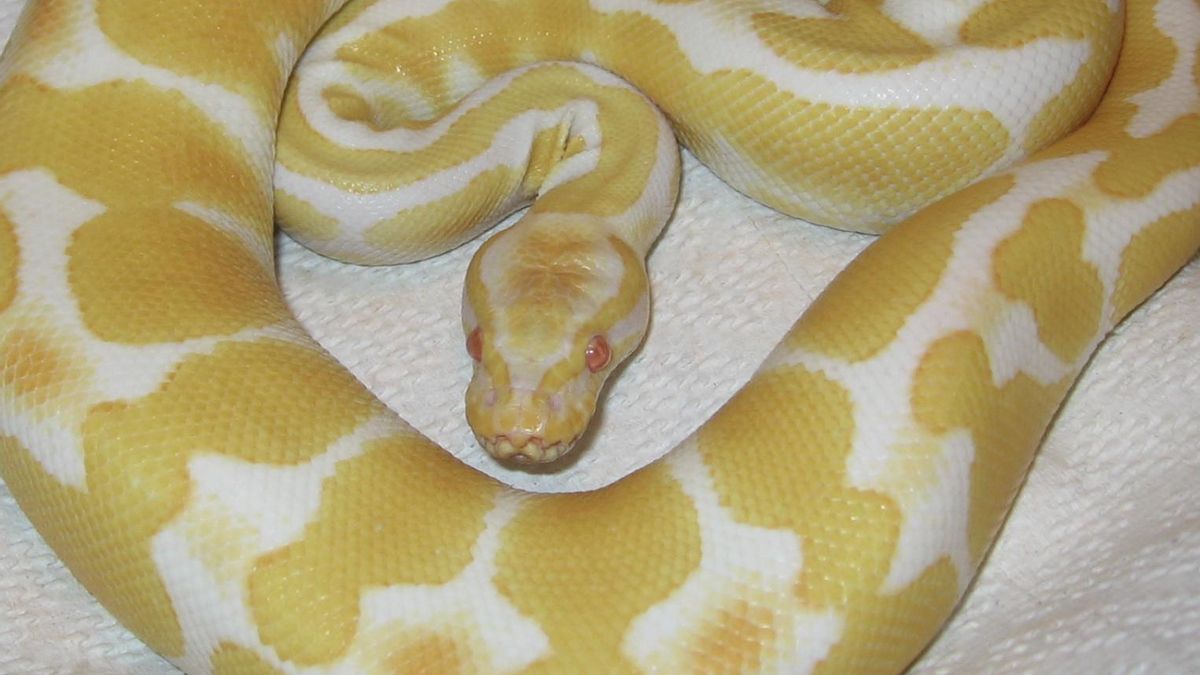 A lo largo de millones de años, estos animales han perfeccionado un método que les permite conservar líquido en zonas áridas al convertir sus desechos en un compuesto sólido