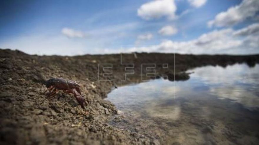 Identifican el origen del patógeno que aniquila los cangrejos en el mundo