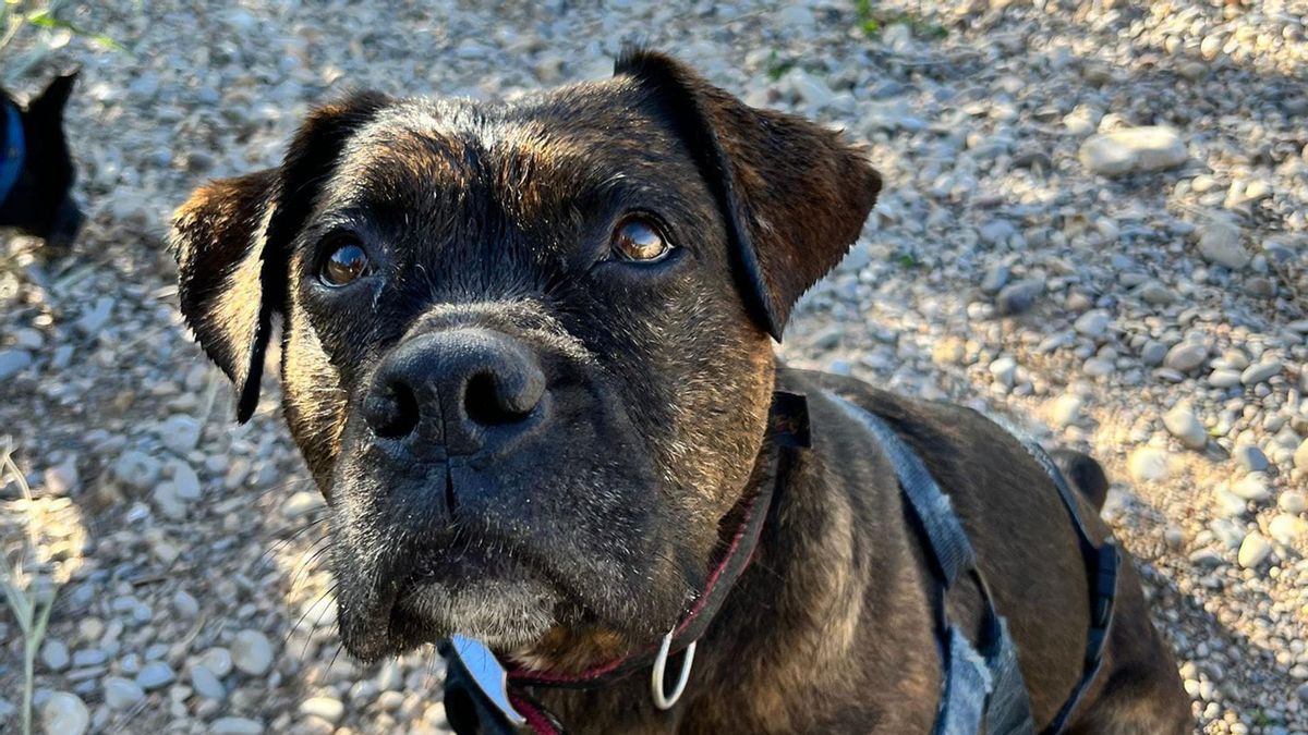 El desfile solidario de perros que busca un hogar “urgente” para supervivientes de la dana de Valencia