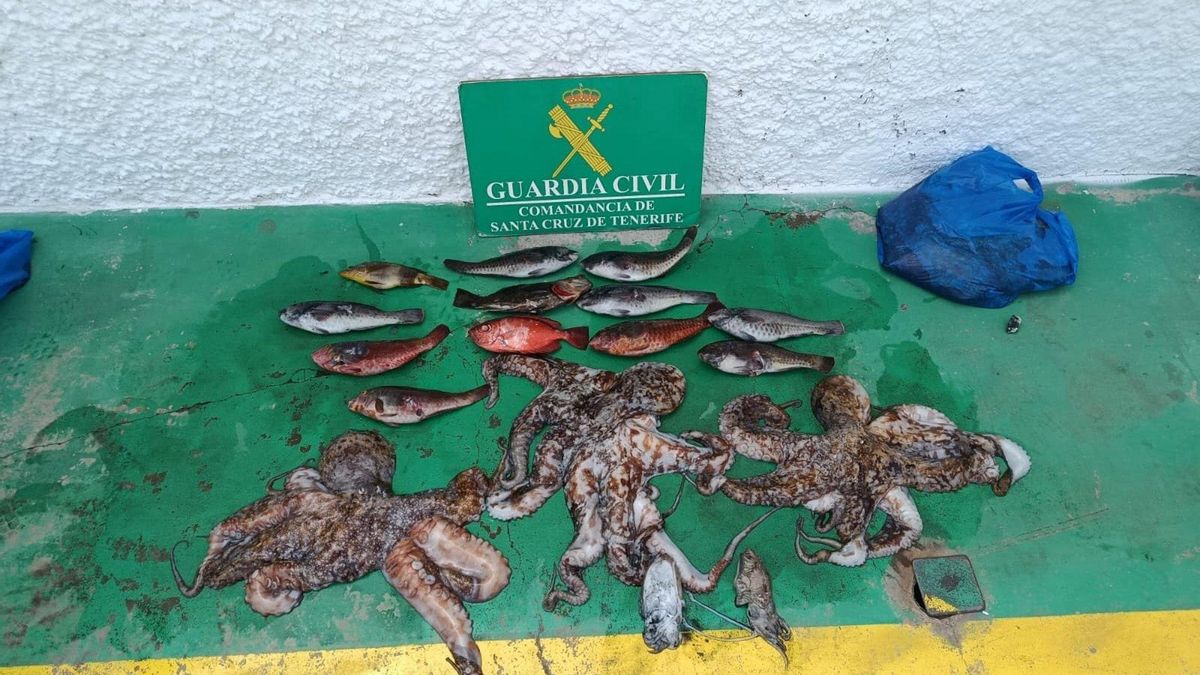 Descubiertos tres pescadores con 22 kilos de pulpo y peces cogidos en una zona prohibida de Tenerife