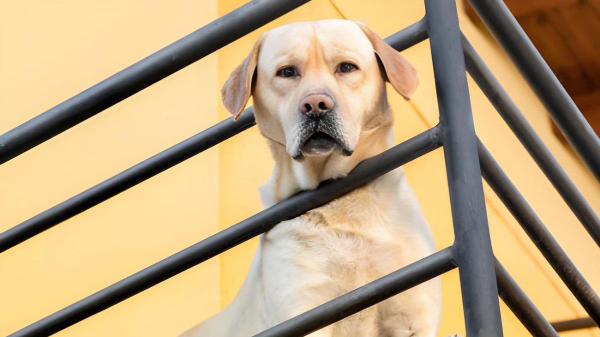 Dejar al perro en la terraza pasa a ser infracción y abre la puerta a multas con la nueva Ley de Bienestar Animal