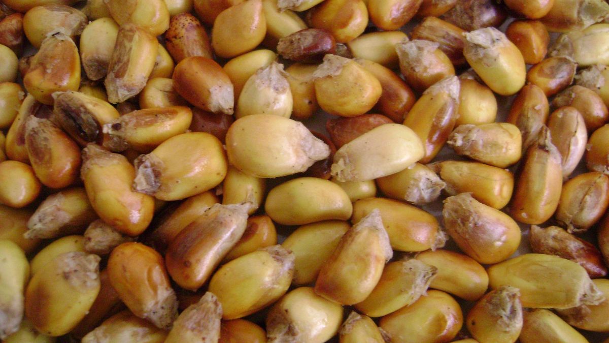 Canchita peruana