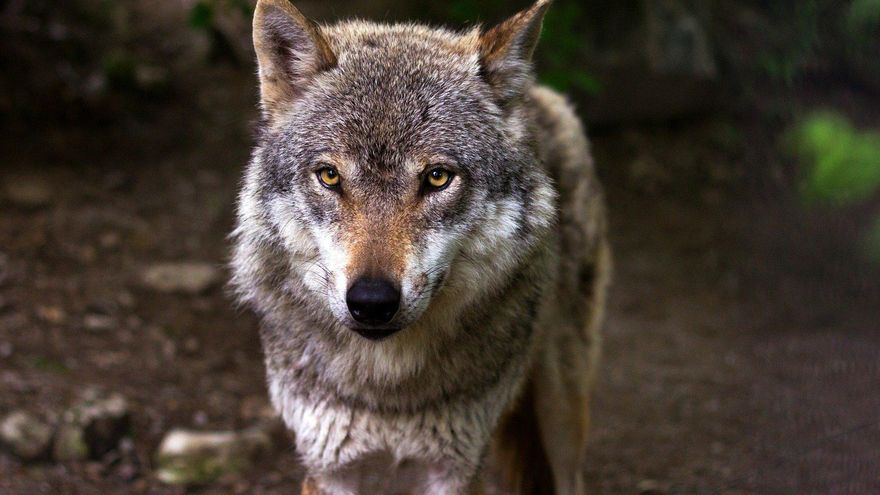 Asturias permitirá cazar lobos en las reservas donde aumenten los daños por sus ataques