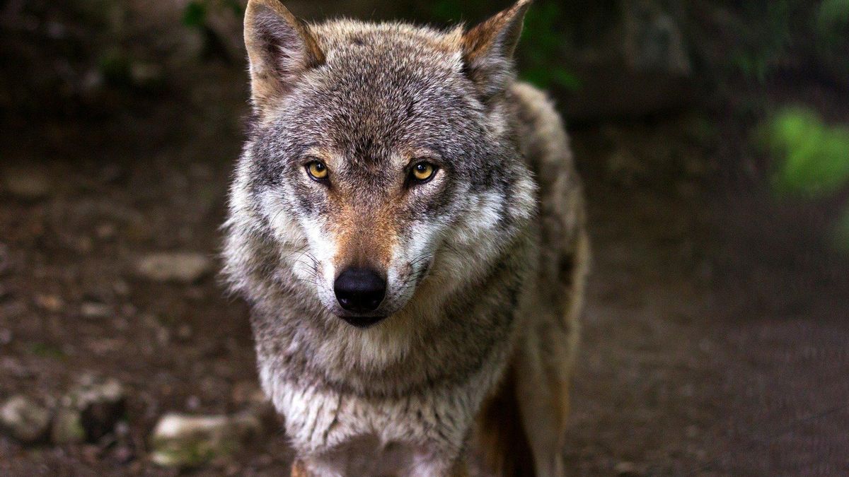 Asturias permitirá cazar lobos en las reservas donde aumenten los daños por sus ataques