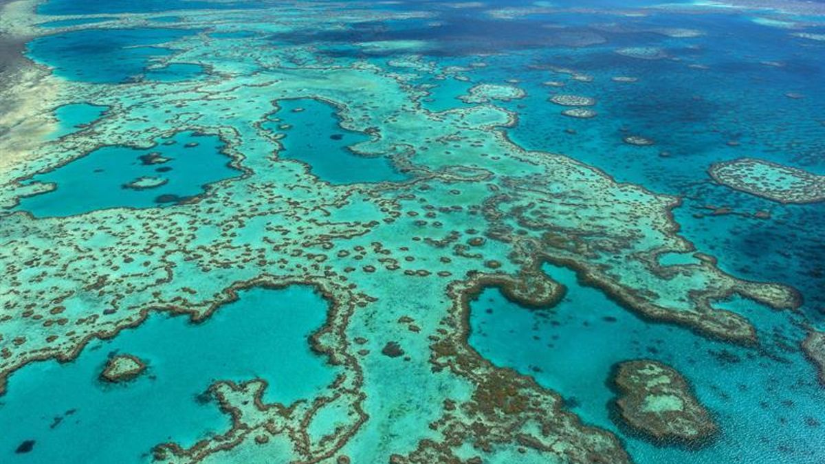 La Gran Barrera de Coral depende de una vida invisible