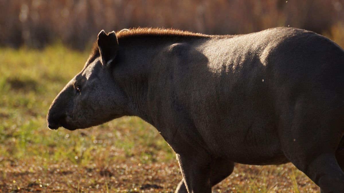 Día del Tapir: los esfuerzos para proteger a los guardianes elusivos de los bosques en tres países latinoamericanos