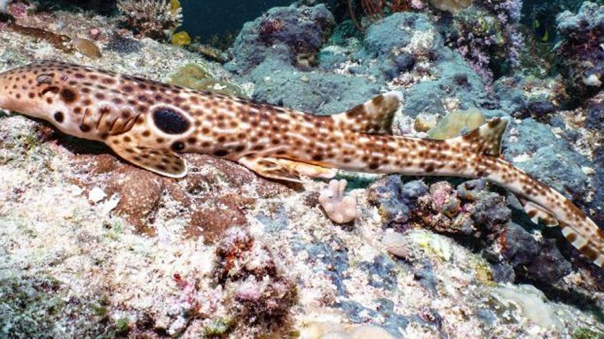 Descubren una nueva especie de tiburón capaz de "caminar" por el fondo marino