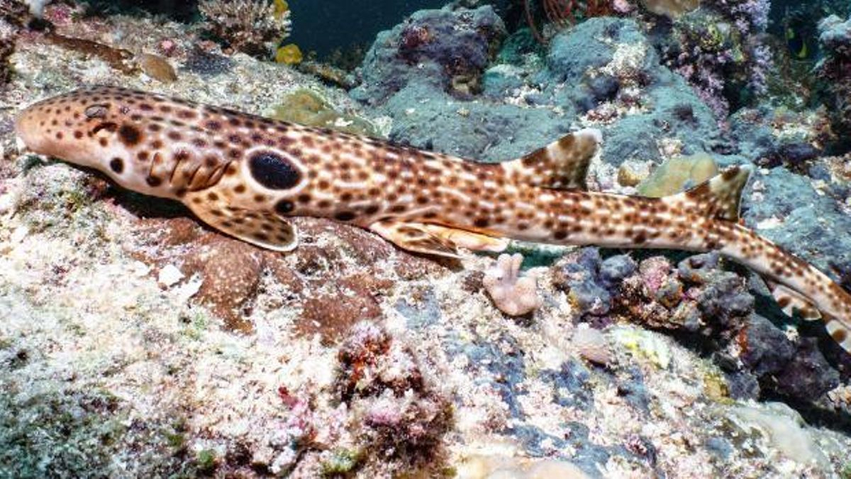 Descubren una nueva especie de tiburón capaz de "caminar" por el fondo marino