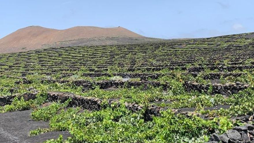 Viñedos de El Grifo