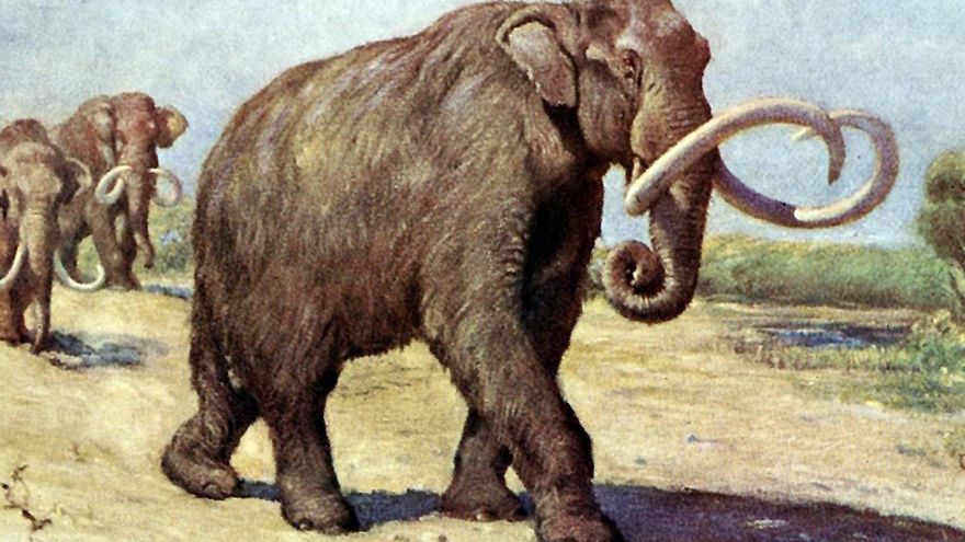 Aislados, mutados y sin agua dulce: así se extinguieron los últimos mamuts de la Tierra