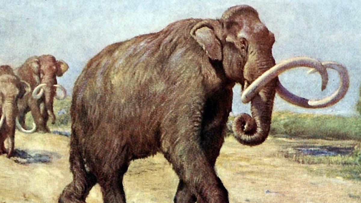 Aislados, mutados y sin agua dulce: así se extinguieron los últimos mamuts de la Tierra