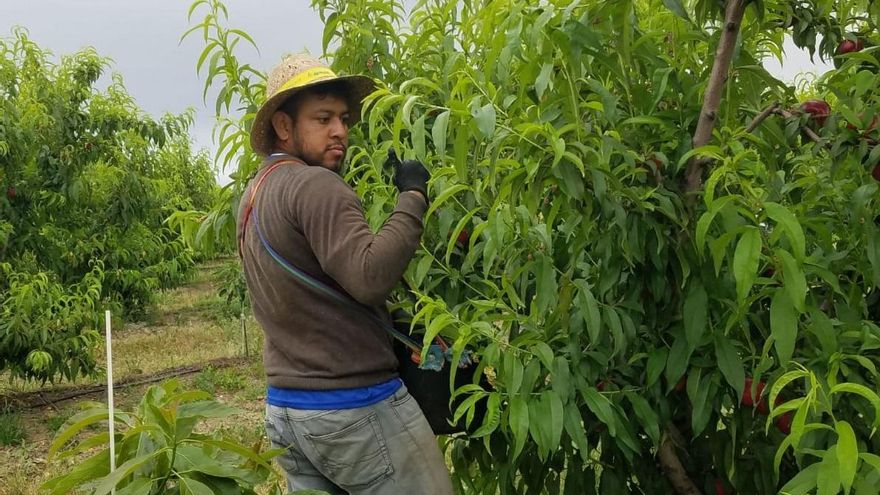 La vida por una naranja: Aldrich Rivera, el temporero nicaragüense que murió electrocutado mientras trabajaba sin papeles en Huelva