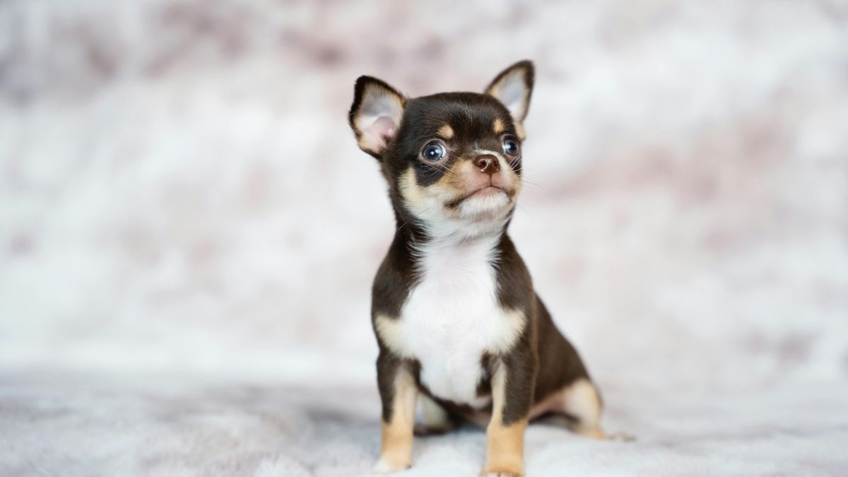 Un electrocardiograma reveló un efecto contrario al esperado en la intoxicación por cocaína