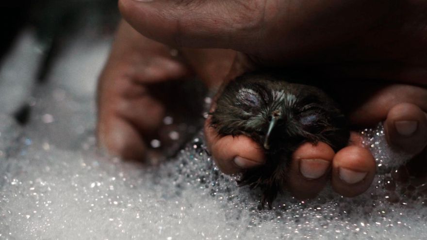 Cinco documentales de los Oscar 2023 para ver por streaming