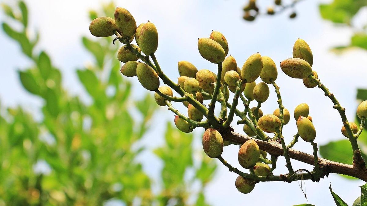 Castilla-La Mancha, Andalucía, Murcia o Extremadura son algunas de las zonas con más cultivos de pistacheros