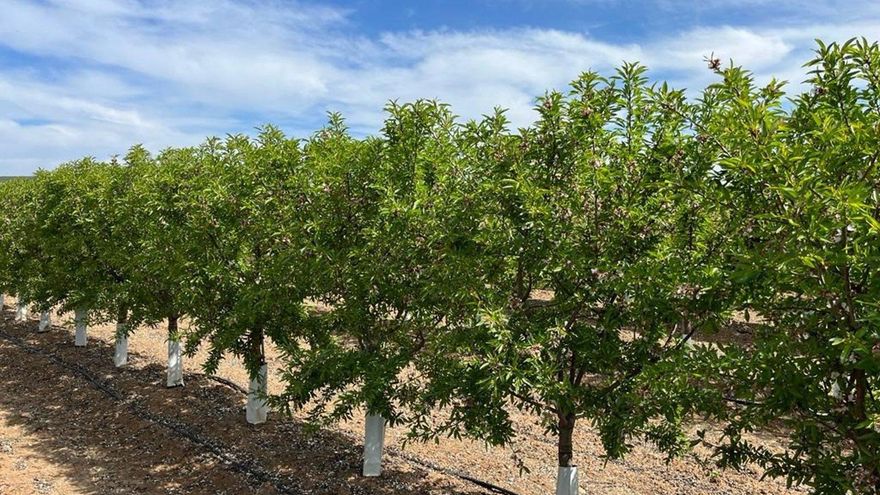 Más cosecha de almendra para esta temporada pero cada vez menos árboles vivos