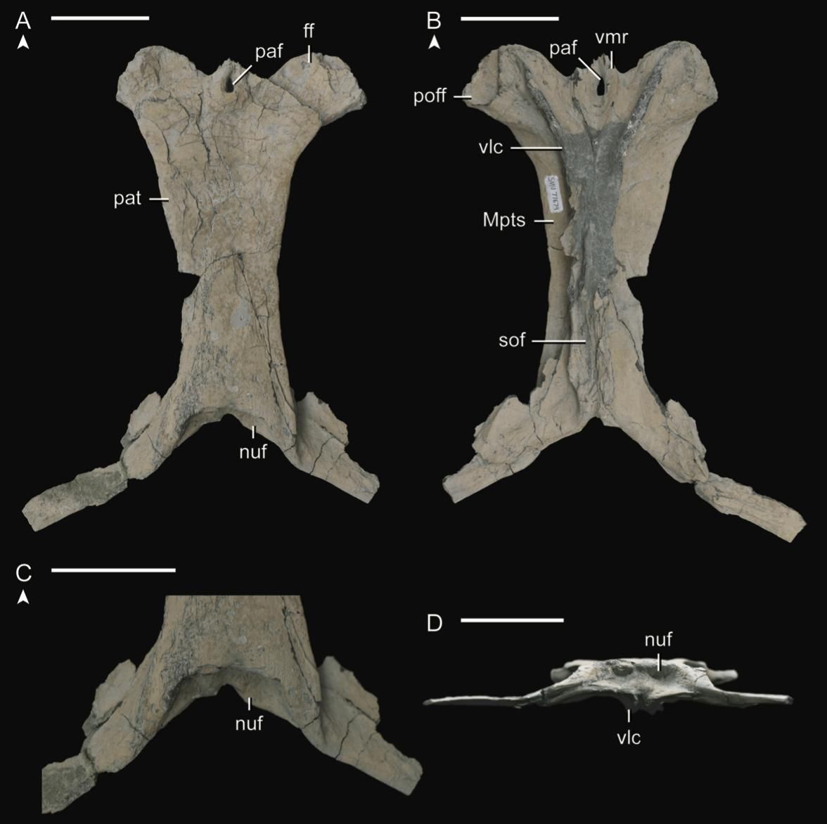 Parietal de Tylosaurus rex SMU 77679 en vistas A, B (dorsal), C (ventral) y D (posterior). Las puntas de flecha señalan la parte anterior. Abreviaturas: ff, carilla frontal; Mpts, origen del músculo pseudotemporal superficial; nuf, fosa nucal; paf, agujero parietal; pat, tabla parietal; poff, carilla postorbitofrontal; sof, carilla supraoccipital; stf, carilla supratemporal; vlc, cresta ventrolateral; vmr, cresta ventromedial. Escala: 5 cm.