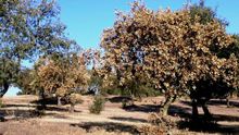 Ejemplares afectados por la seca de la encina / http://iprocor.gobex.es/