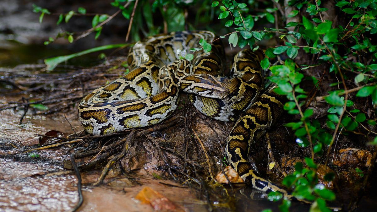 La mandíbula móvil de las serpientes permite una técnica de alimentación única