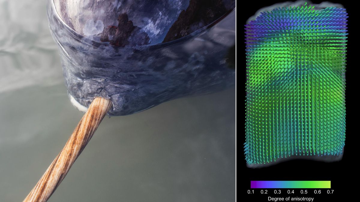 Revelan la estructura interna del colmillo del narval mediante técnicas avanzadas de rayos X en 3D.