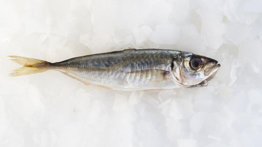 Alerta alimentaria por pescado con larvas procedente de Corea del Sur