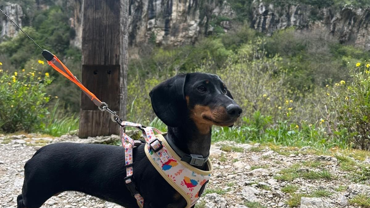 Imagen de archivo de un perro durante una excursión