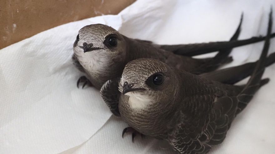 La Fiscalía de Medio Ambiente investiga la destrucción de la colonia de vencejos del Hospital de Córdoba
