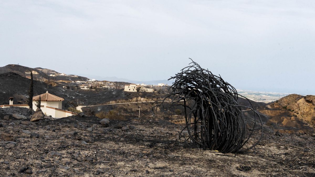 El Consejo de Ministros prevé declarar zona gravemente afectada el área del incendio de Los Gallardos