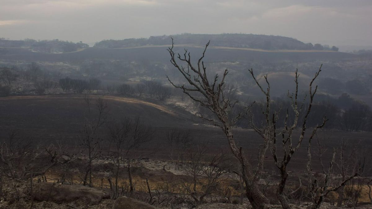 Paisaje arrasado por el incendio en las Cinco Villas