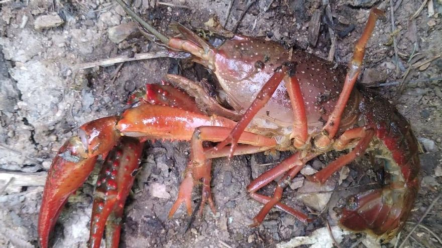 La especie invasora del cangrejo rojo americano aparece en el arroyo Bejarano