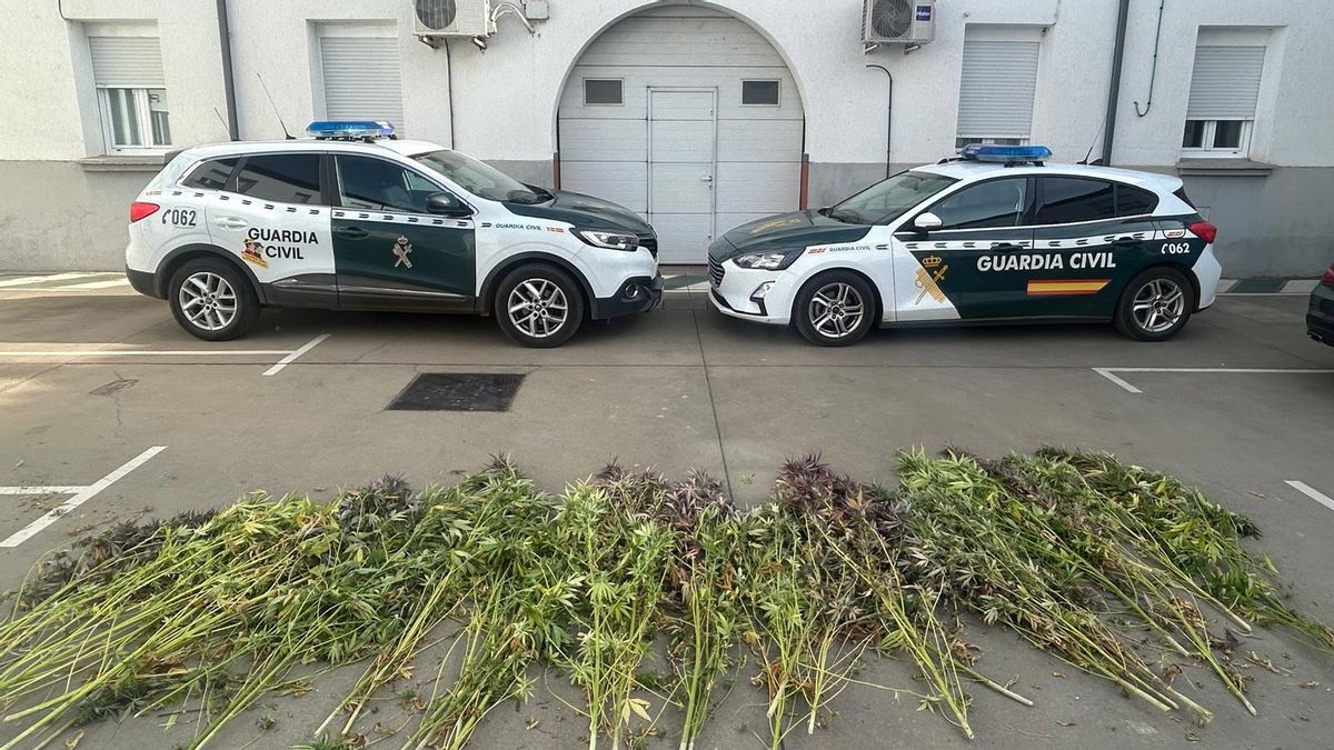 Detienen a un vecino de Villamañán por cultivar 32 plantas de marihuana dentro de su casa