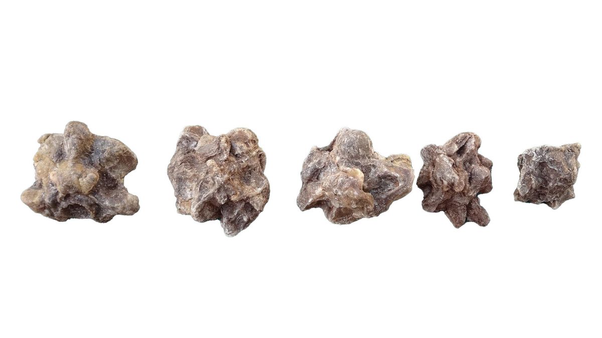 과거에는 날씨가 따뜻했을 때 아나콘다가 훨씬 더 컸을 것이라고 이전에는 믿어졌습니다.