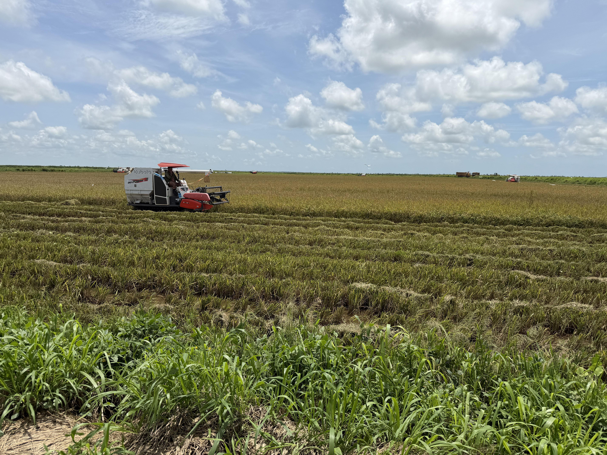 Explotación arrocera de una empresa vietnamita en Los Palacios (Cuba), el 29 de mayo de 2026.