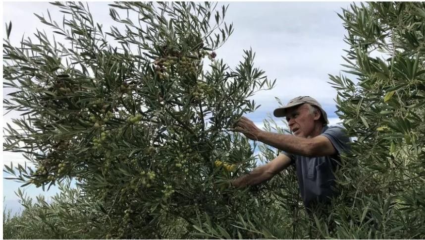 Juan José Santos, recolectando aceitunas en su olivar, en Fuencaliente. JJS