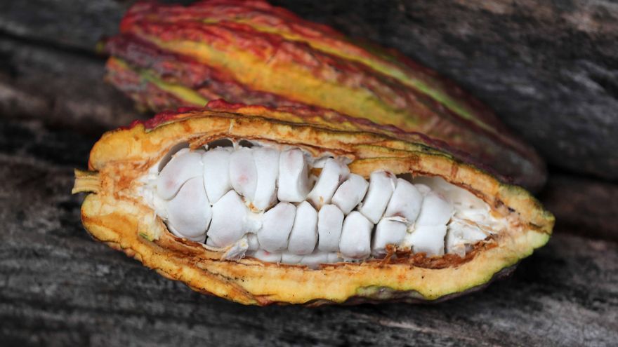 No fueron los aztecas los primeros en hacer chocolate: un estudio revela cuál fue la primera civilización