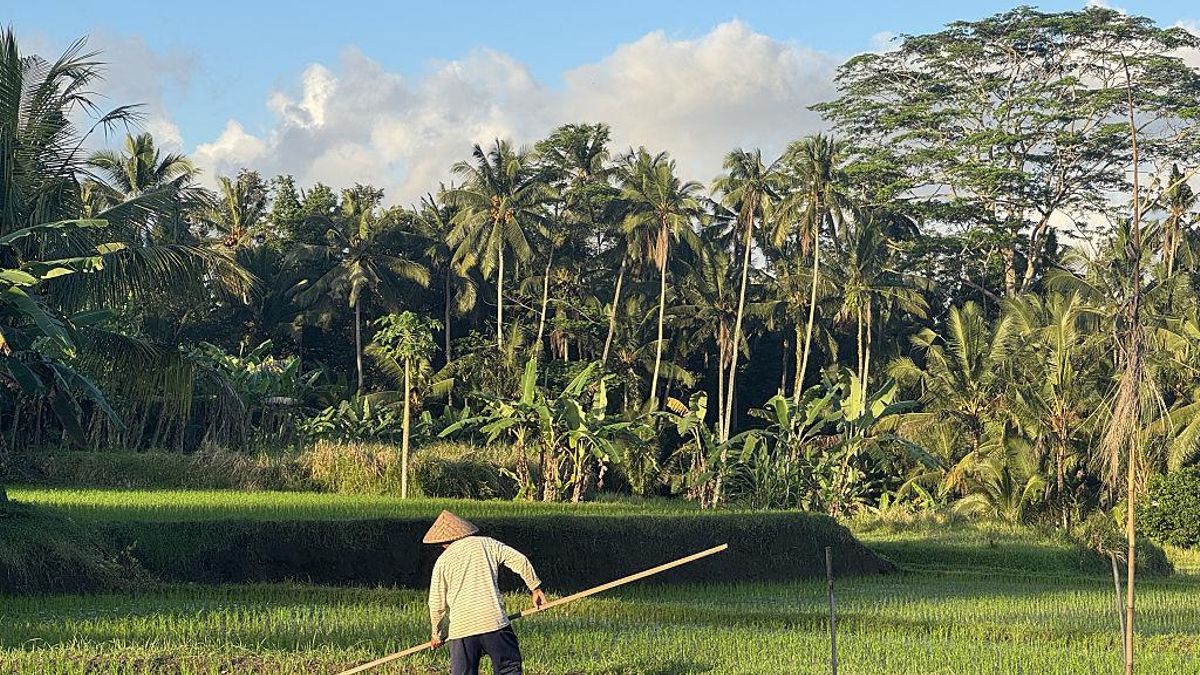 Vista de los arrozales de Bali, Indonesia, el 11 de junio de 2025.
