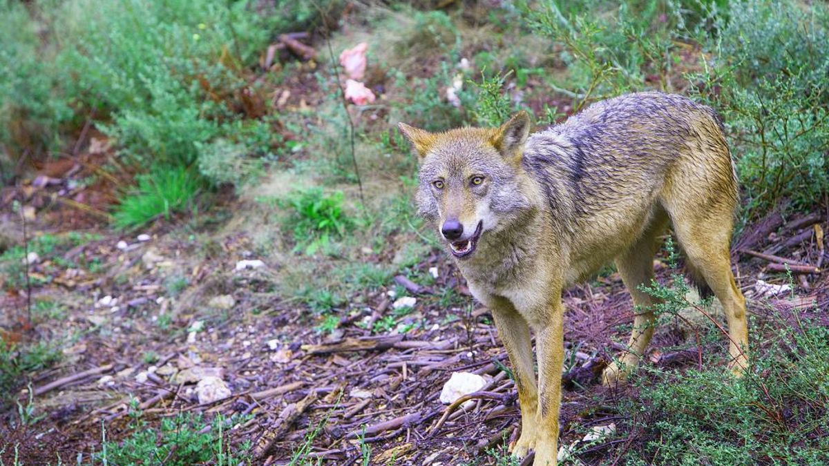 La Universidad de León crea una titulación sobre el lobo ibérico