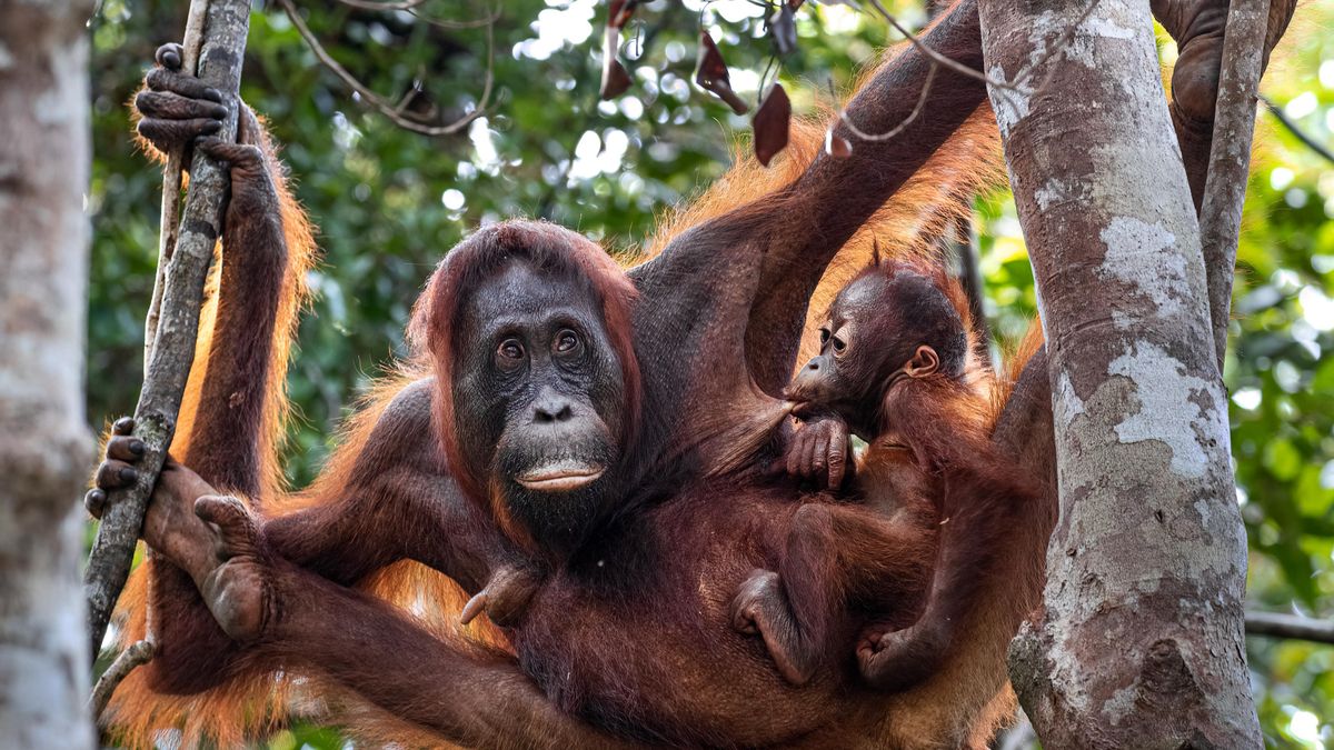 ¿Pueden los incendios borrar años de recuperación del hábitat de los orangutanes? Los expertos lanzan un aviso serio