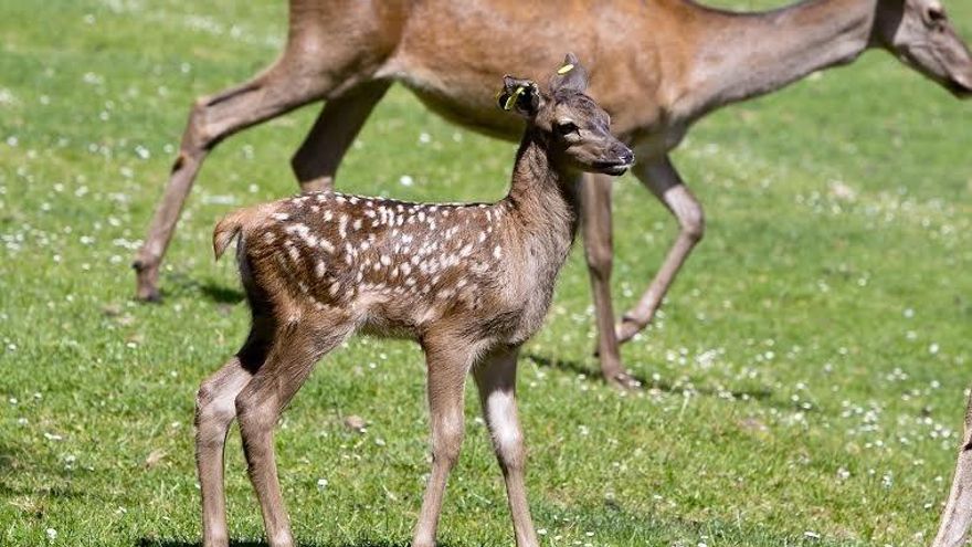 En los últimos días han nacido tres ciervos en la Taconera