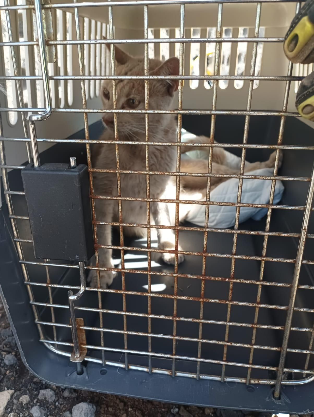 El gato tras el rescate. BOMBEROS LA PALMA