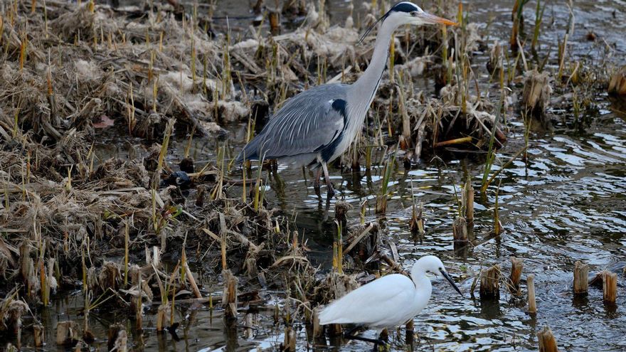 Ecologistas alertan de riesgos para la fauna por la mascletá de Madrid y piden que se suspenda o traslade